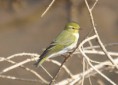 /album/some-overseas-trips/wood-warbler-nr-eilat-march-2009-jpg/
